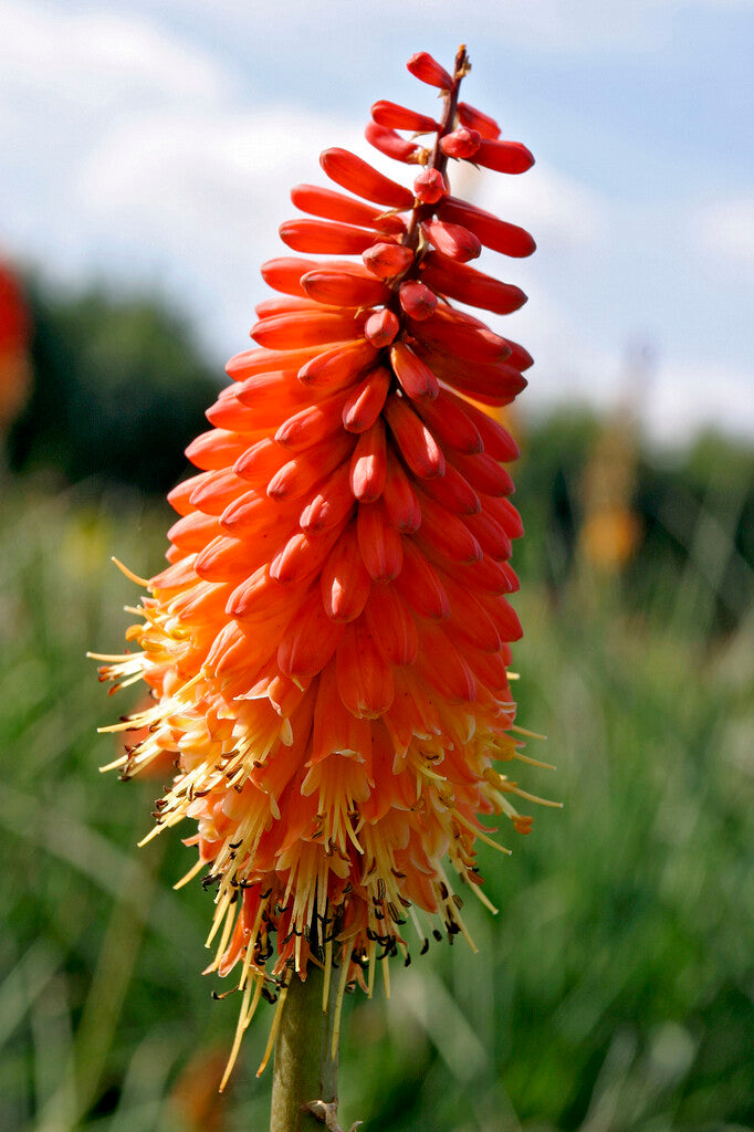 Fakkellilje-Kniphofia Rød Alcazar 1-pakning
